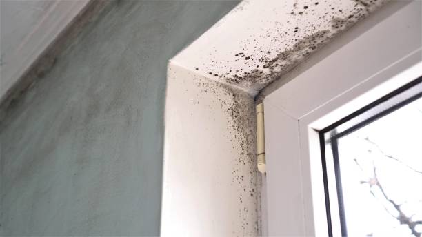 Best Certified Mold Removal  in Garrett, WA