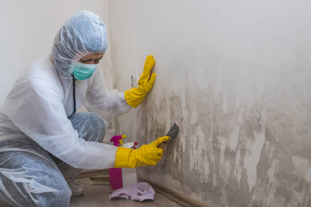Best Local Mold Removal Service  in Garrett, WA