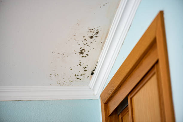 Best Same-Day Mold Removal  in Garrett, WA
