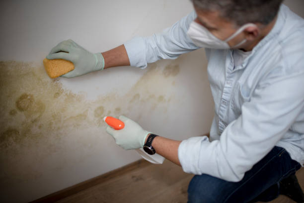 Reliable Garrett, WA Mold Removal Solutions