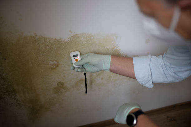 Best Mold Removal Company Near Me  in Garrett, WA